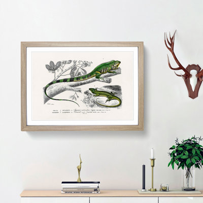 Green Iguana and Lizard by Charles D'Orbigny - Picture Frame Painting Print