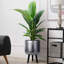 Metallic Concrete Effect Cylinder Round Planter on Hardwood Legs, Round Indoor Plant Pot Stand for Indoor Plants, Indoor Flower Pot-1091484465-1091484464
