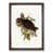 Walnut Framed