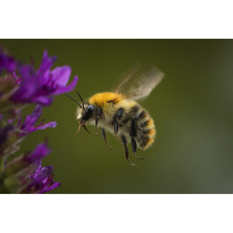 Bee Is Flying To Nectar by Dietermeyrl - Wrapped Canvas Print, 30cm H x 46cm W x 3.8cm D