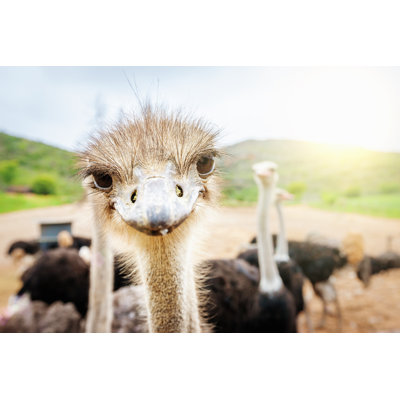 Curious Ostrich South Africa by Mlenny