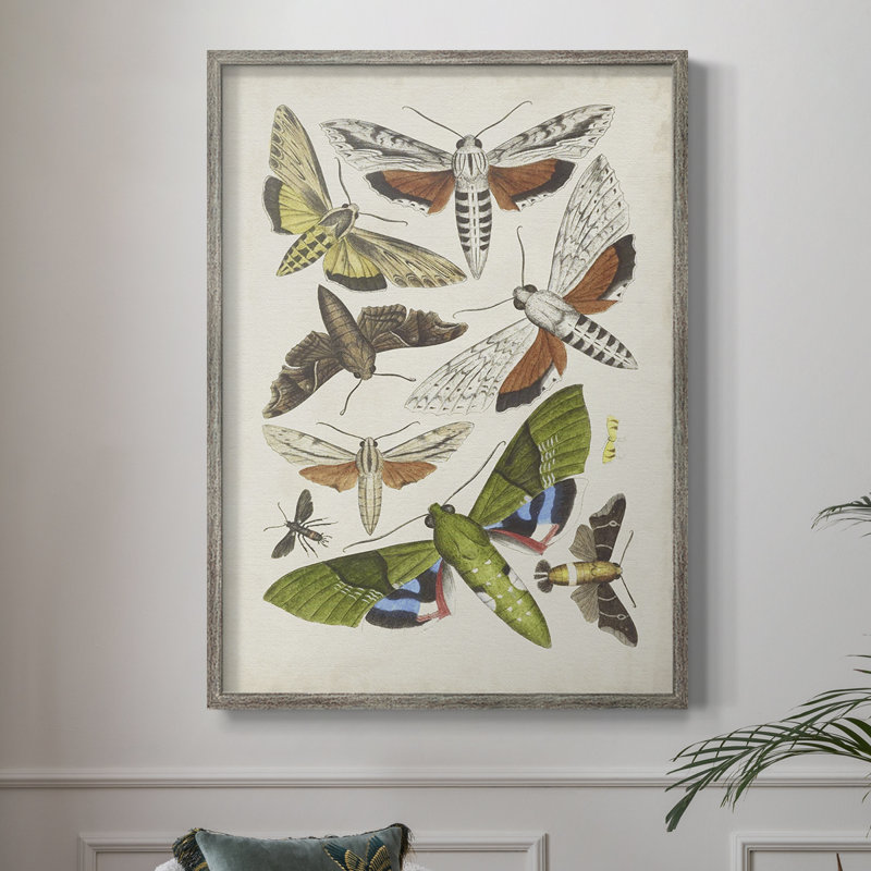 Antique Moths II, reproduction encadrée - bois massif, H 11 po x l 9 po