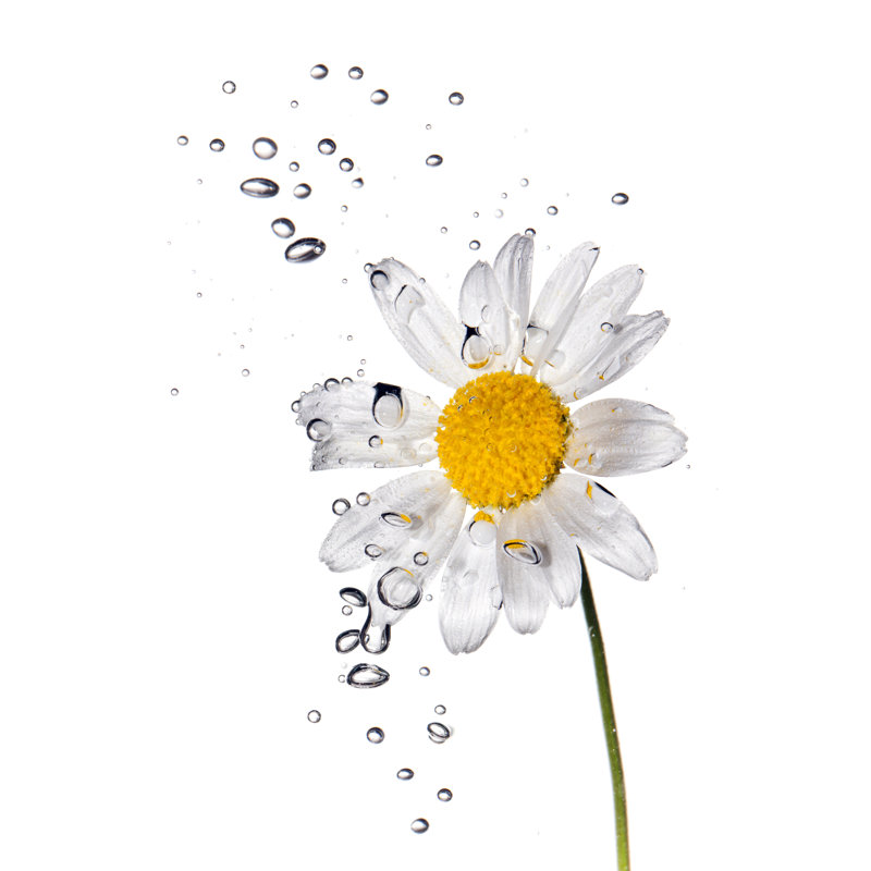 «Daisy» par Mutlu Kurtbas, H 12 po x l 8 po