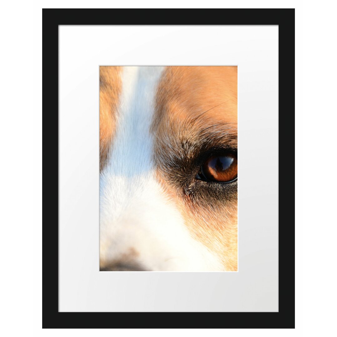 Gerahmtes Poster Große Beagle-Augen