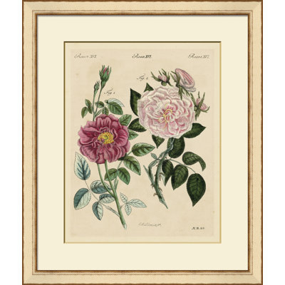 Pink Roses II Painting