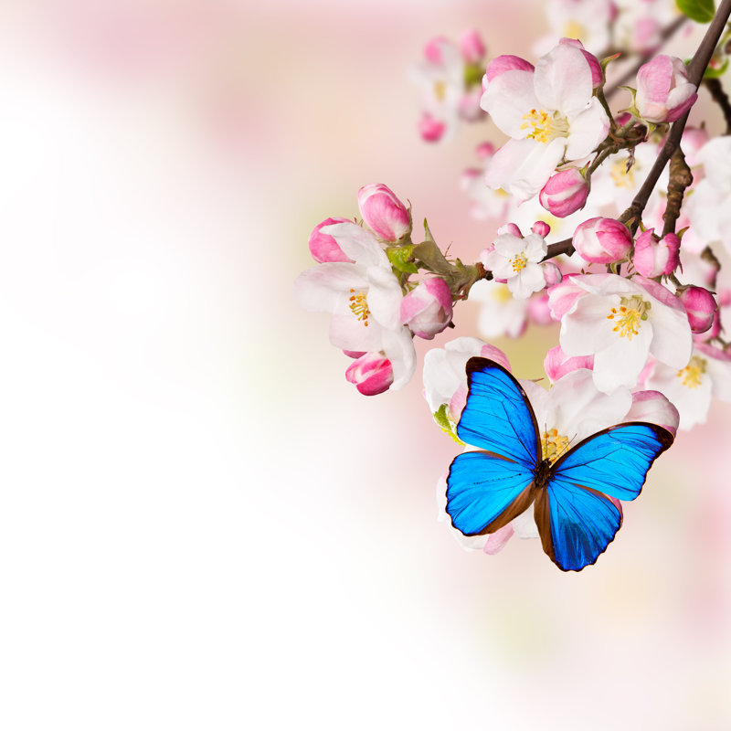 «Pawelski Butterfly On Canvas» par Jag_Cz, photographie, H 36 po x l 36 po x P 1,25 po