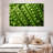 Yarlin Peas-107705784