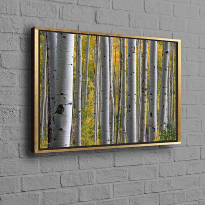 Paysage de forêt de Birch Grove