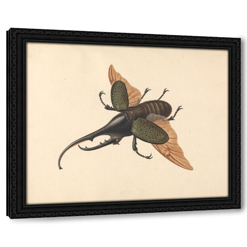 Hercules Beetle (ca. 1758)