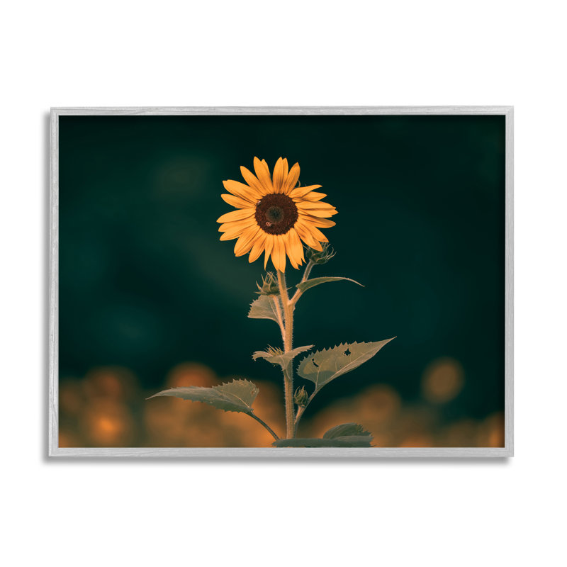 Tournesol foncé nature par Daniel Sproul, Estampe numérique Farmhouse, H 11 po x l 14 po x P 1,5 po