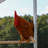 Rockfield Walk In Chicken Run Coop with Waterproof Cover-1097737951