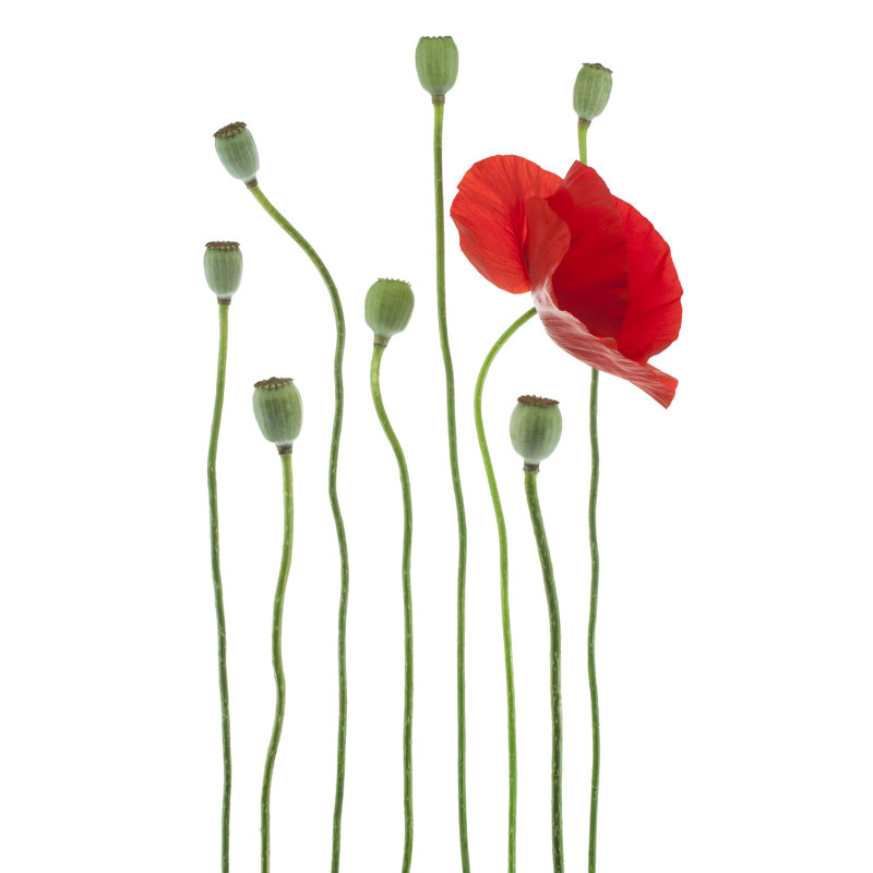 Poppy by _Vilor - Wrapped Canvas Print, 30cm H x 46cm W