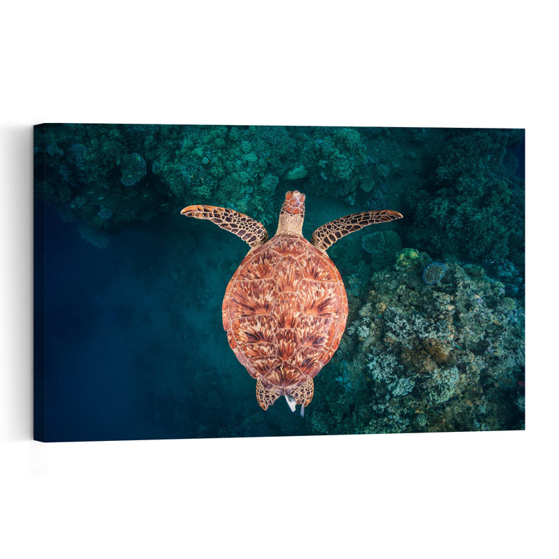Graceful Sea Turtle Swim Peaceful Serene Vibrant Turtle Nature Ocean Wall Art Print 1 Piece Wrapped Canvas Wall Art