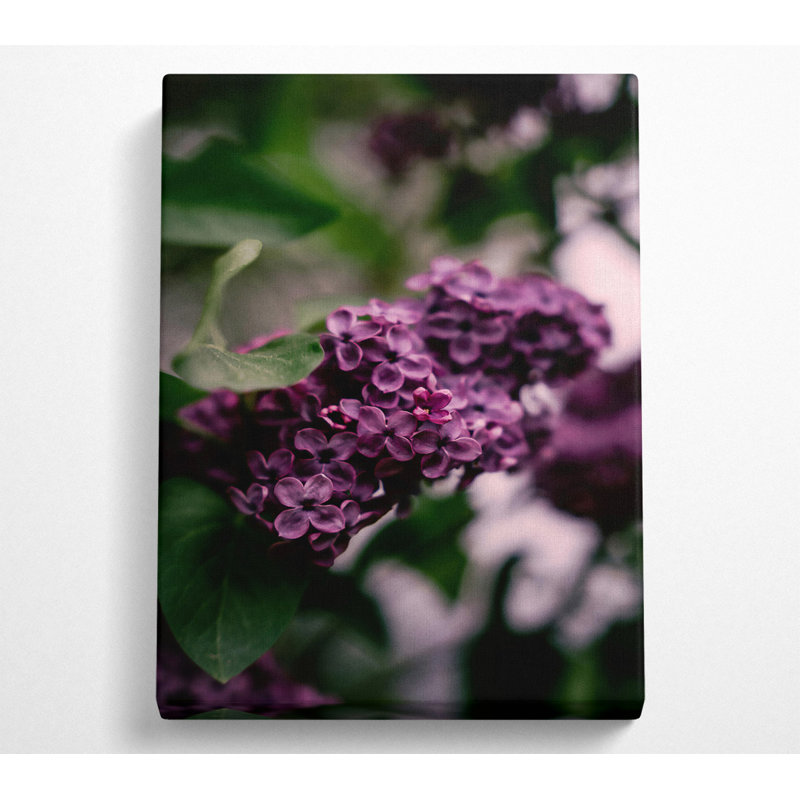 No Frame Print on Canvas, 142.2cm H x 101.6cm W