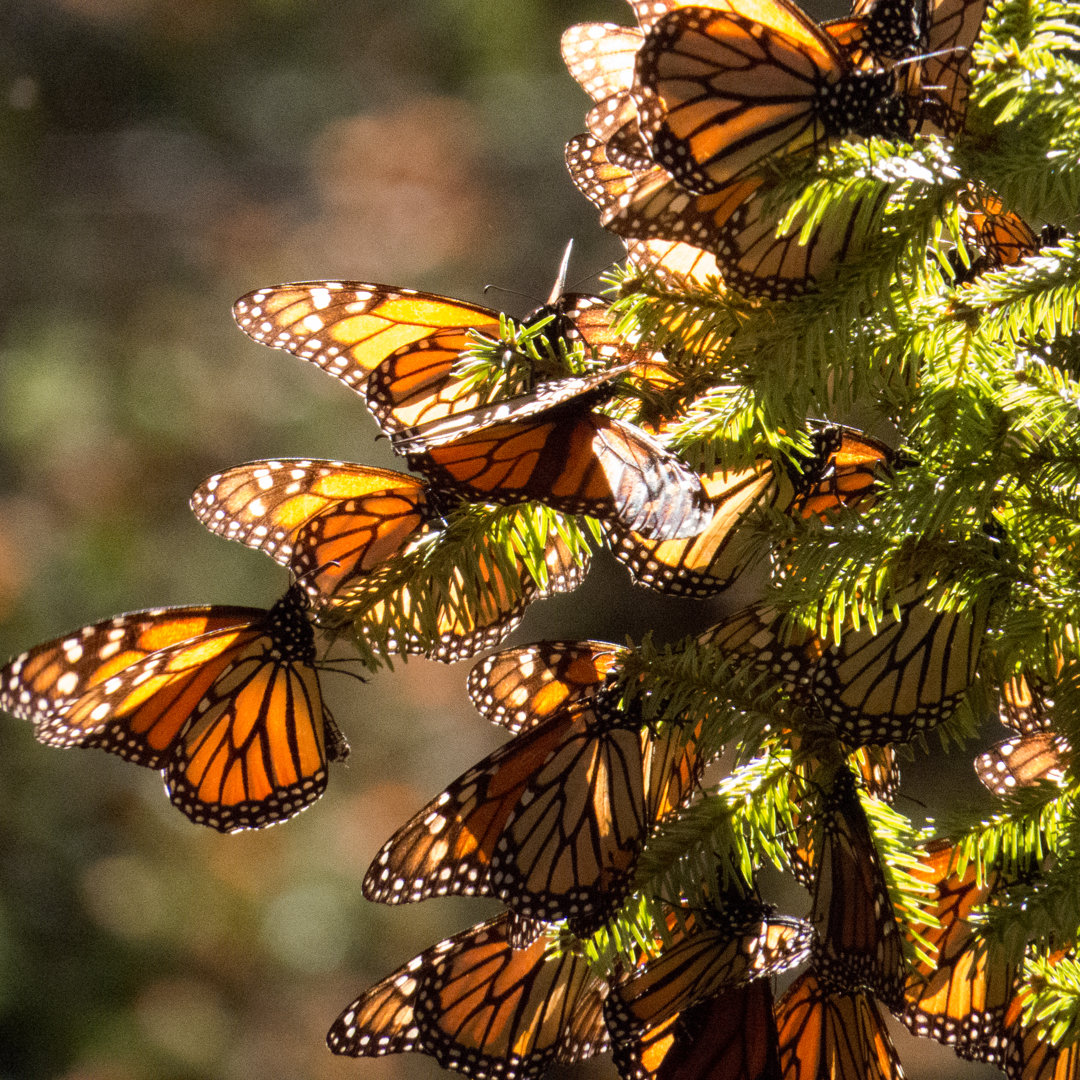 Monarch Schmetterlinge auf Baumzweig von JHVE - Leinwandbild