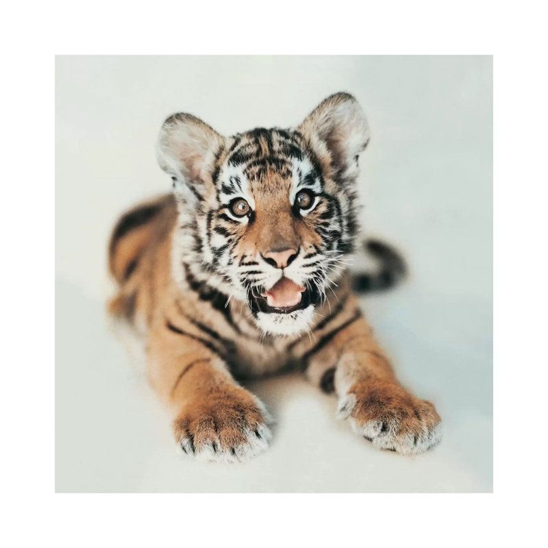 Indira I by Rachael Hale - Print on Canvas, Wrapped Canvas, 30.48 cm H x 30.48 cm W
