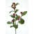 Dark Green Rose