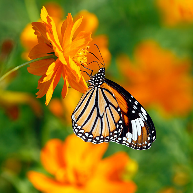 Westdale Tiger Butterfly - Wrapped Canvas Print, 30cm H x 30cm W x 3.8cm D
