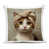 Brown Cat
