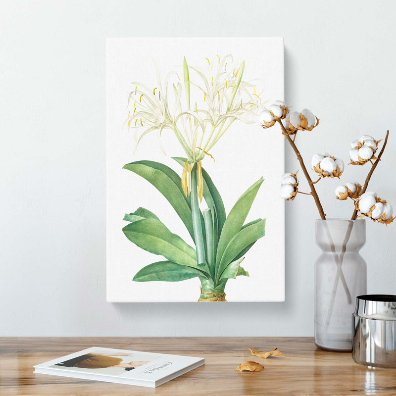 Spiderlily by Pierre-Joseph Redoute - Wrapped Canvas, 60cm H x 40cm W x 3cm D