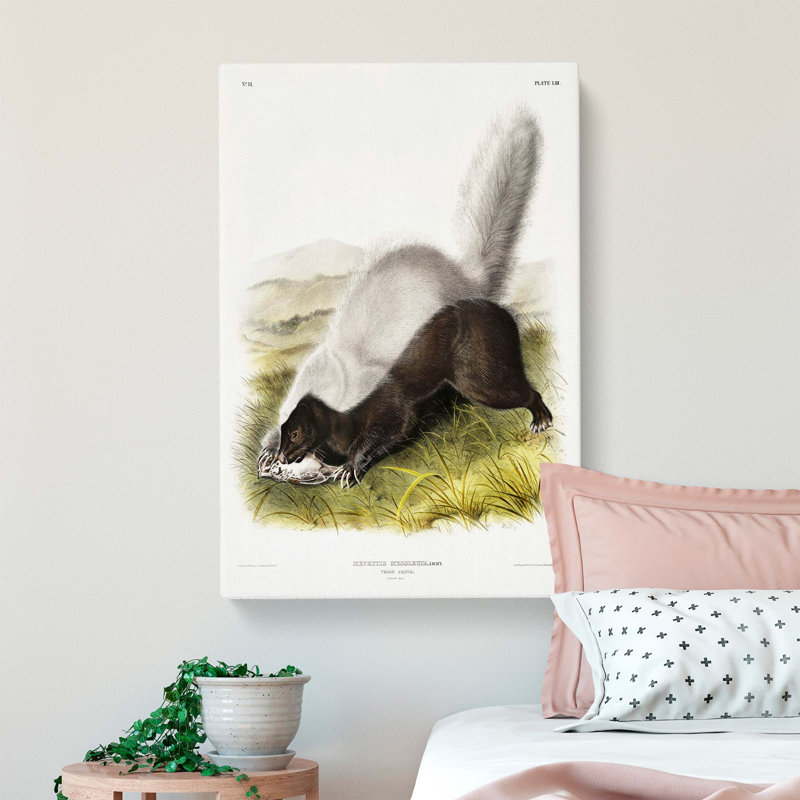 Texan Skunk by J.W. Audubon - Wrapped Canvas Print, 50cm H x 35cm W x 3cm D