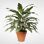 Faux Queen Plant Plant in Ceramic Pot