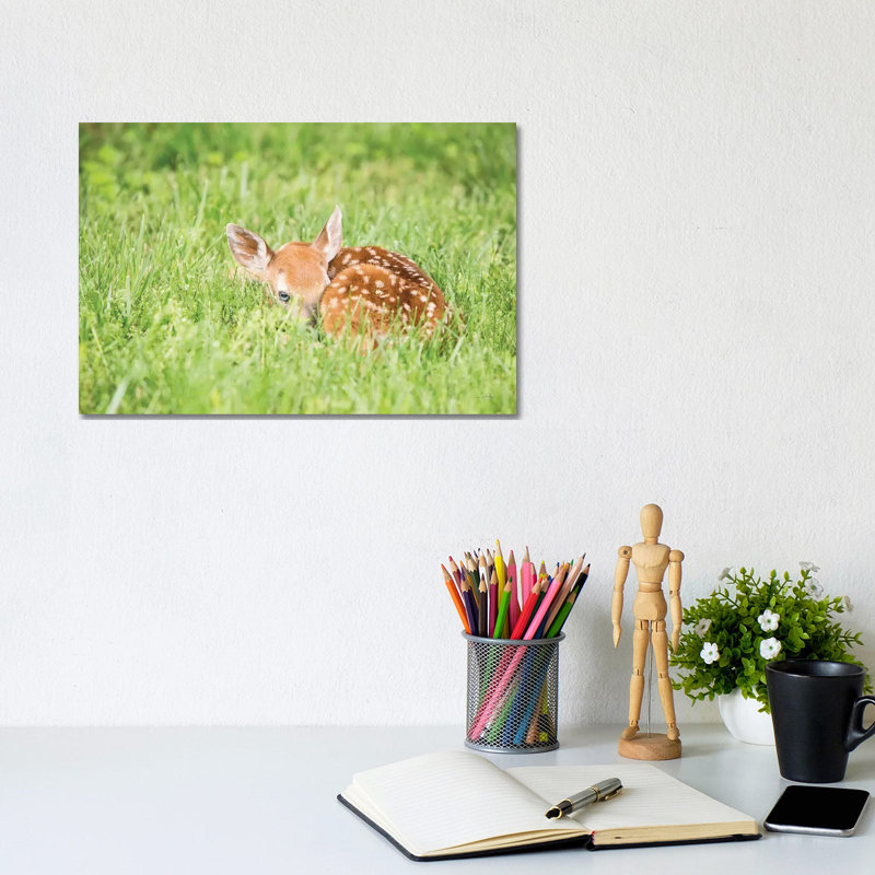 A Fawn by Aledanda - Wrapped Canvas Print, 20.32 cm H x 30.48 cm W