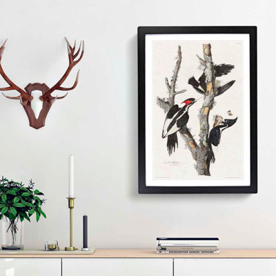 Ivory Billed Woodpeckers by John Audubon - Framed Print