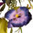 22" Poppy and Pansy Wreath