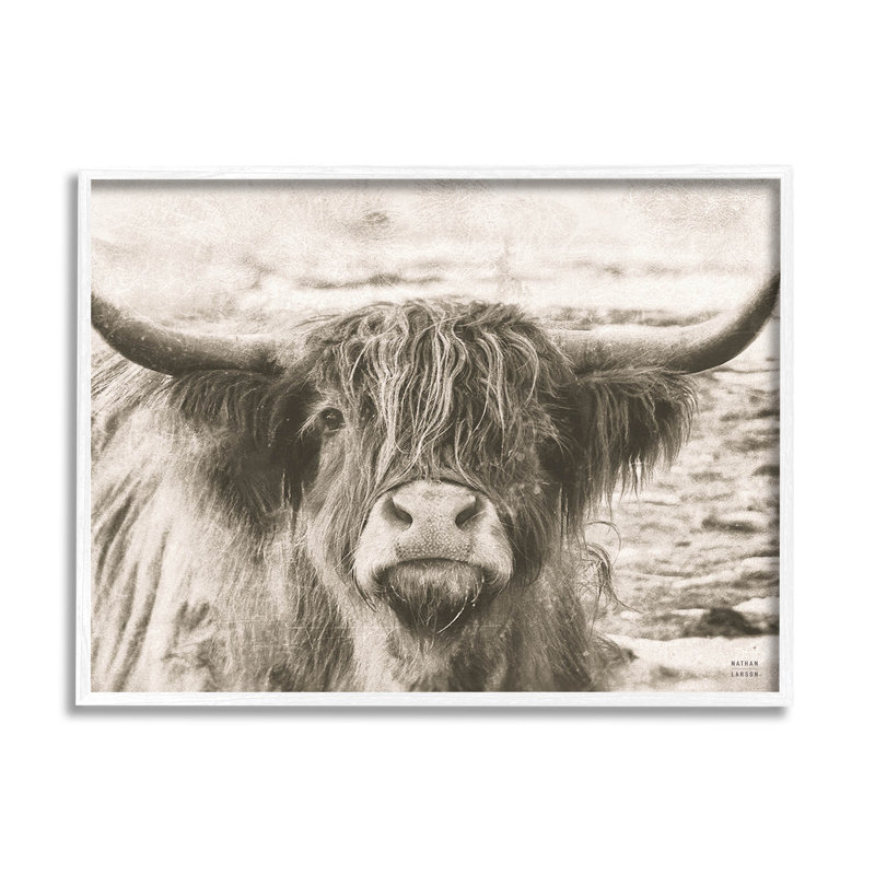 Photographie d'une vache Highland, H 24 po x l 30 po x P 1,5 po, Giclée encadrée blanc bord de mer