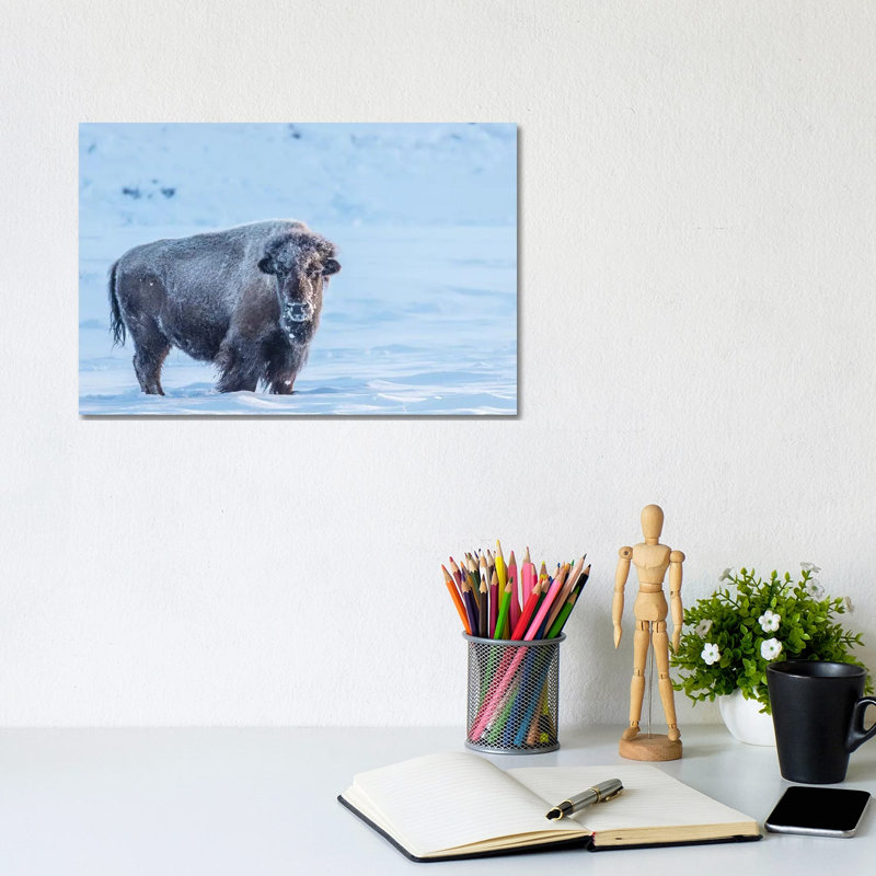 USA, Wyoming, Yellowstone National Park. Frosty Bison In Winter by Jaynes Gallery - Wrapped Canvas Print