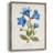 Botanical II Framed Print - Solid Wood-802558089
