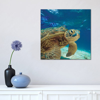 " Green Sea Turtle, Balicasag Island " by Tim Fitzharris