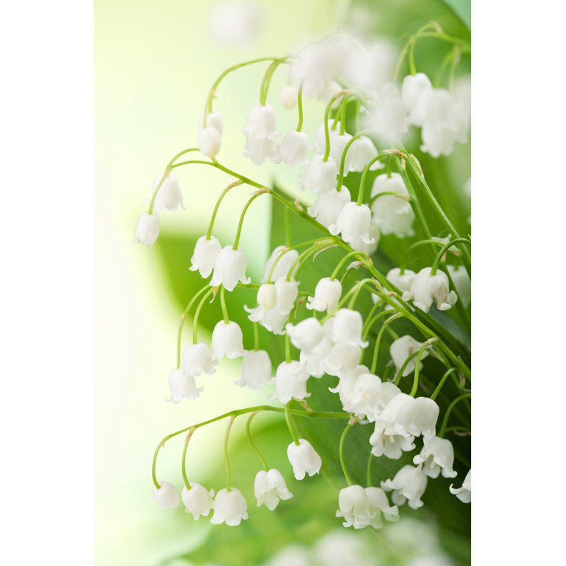 Lily Of The Valley by OlgaMiltsova - Wrapped Canvas Print, 46cm H x 30cm W