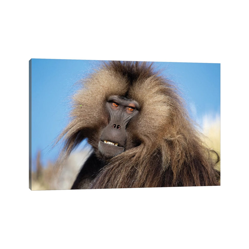 Gelada Against Blue Sky Ethiopia by Mogens Trolle - Wrapped Canvas Print, 20.32 cm H x 30.48 cm W