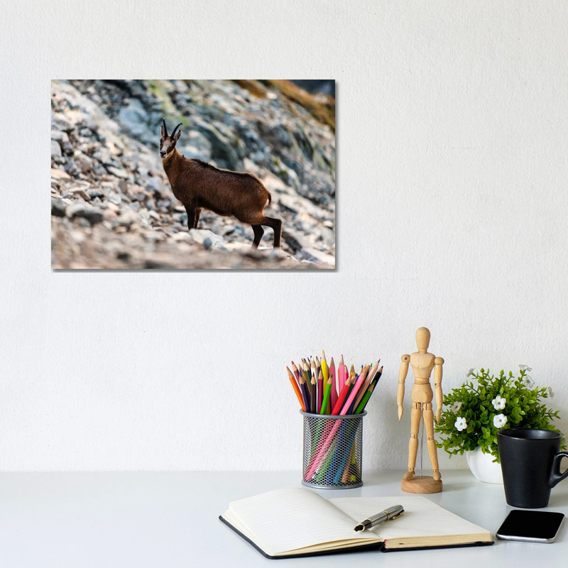 Poland, Tatra Mountains, Mountain Chamois by Mikolaj Gospodarek - Wrapped Canvas Print, 20.32 cm H x 30.48 cm W
