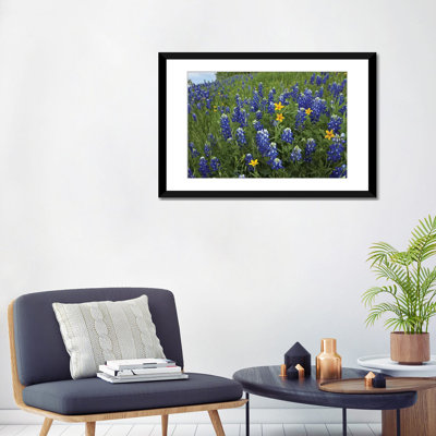 " Bluebonnet And Texas Yellowstar Meadow, Cedar Hill State Park, Texas " by Tim Fitzharris