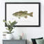 Large Bass Mouthed Black Bass - reproduction d'art sur toile encadrée-784726675-784726674