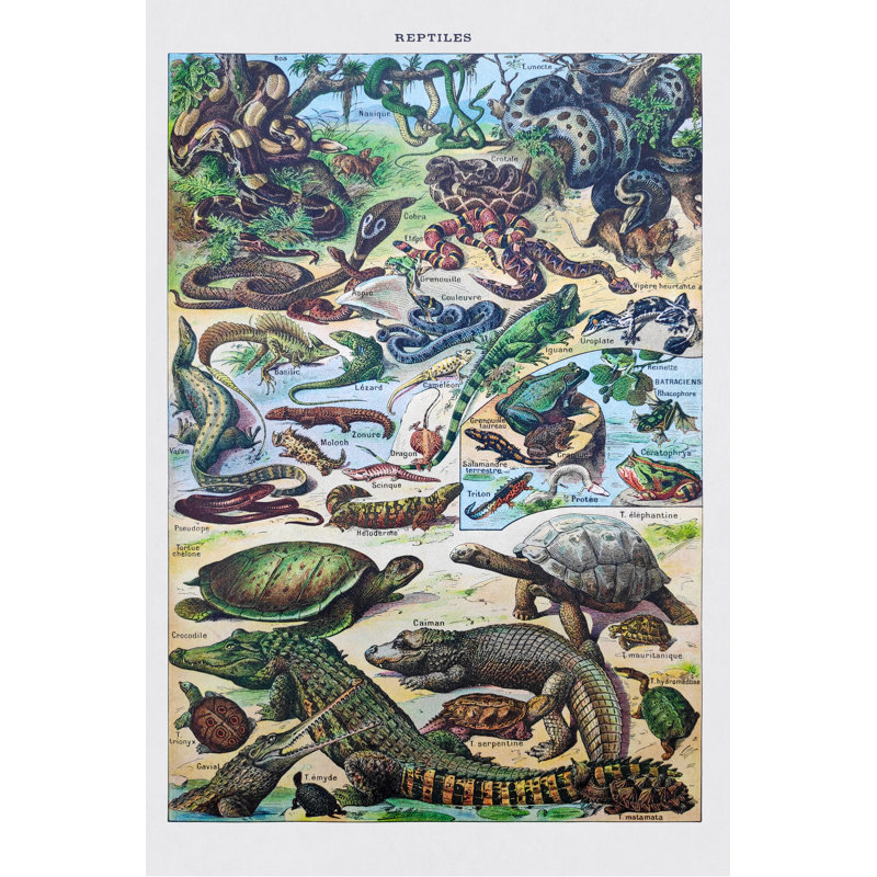 19Th Century Reptiles by Gwengoat - Wrapped Canvas Print, 122cm H x 81cm W