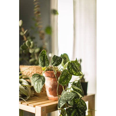 Indoor House Plant by Timnewman