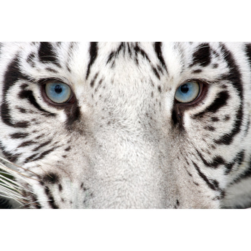 Tiger Eyes by Stephanie Deal - Wrapped Canvas Print, 81cm H x 122cm W