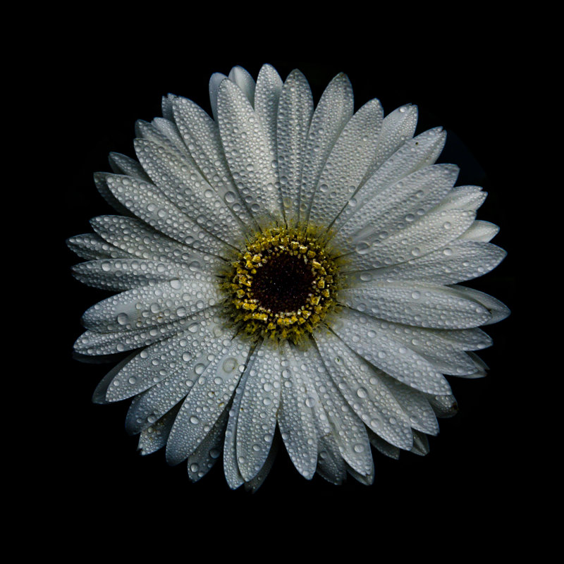 White Gerber Daisy by Brian Carson - Wrapped Canvas Print, 30cm H x 30cm W
