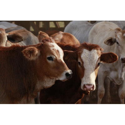 " Cattle In The Stable "