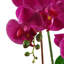 Anneus Arrangement in Planter