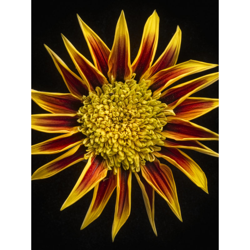 Gazania Print by Harold Davis, Wrapped Canvas, 32" H x 24" W