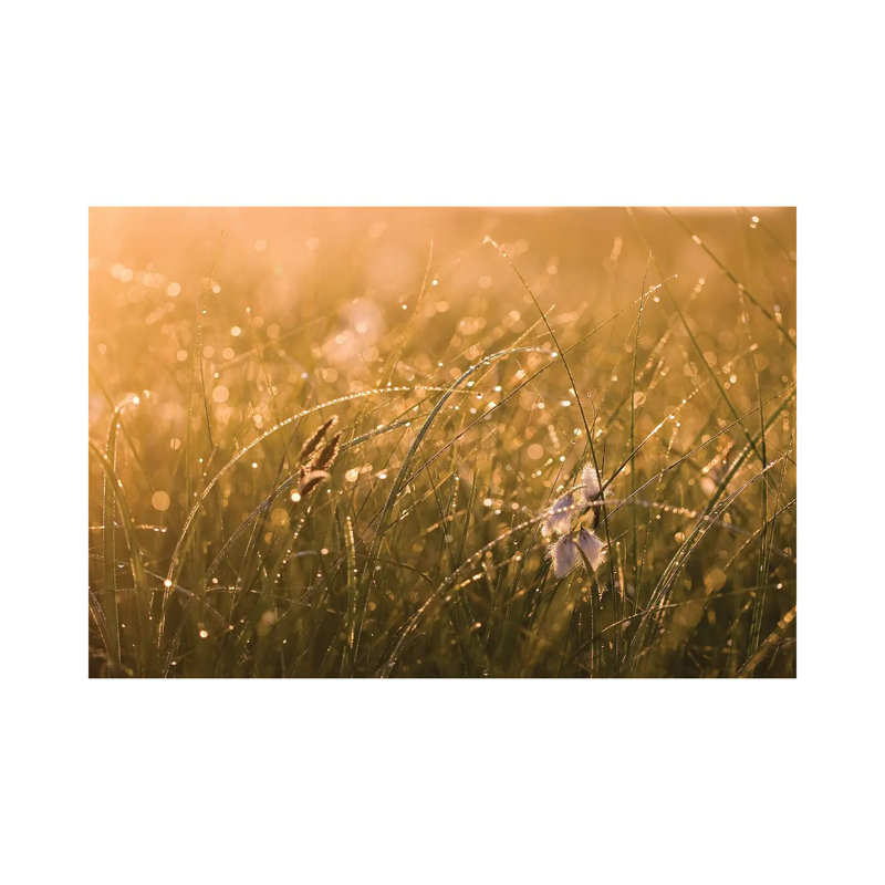 Morning Dew II by Mateusz Piesiak - Wrapped Canvas Print, 66.04 cm H x 45.72 cm W x 3.175 cm D