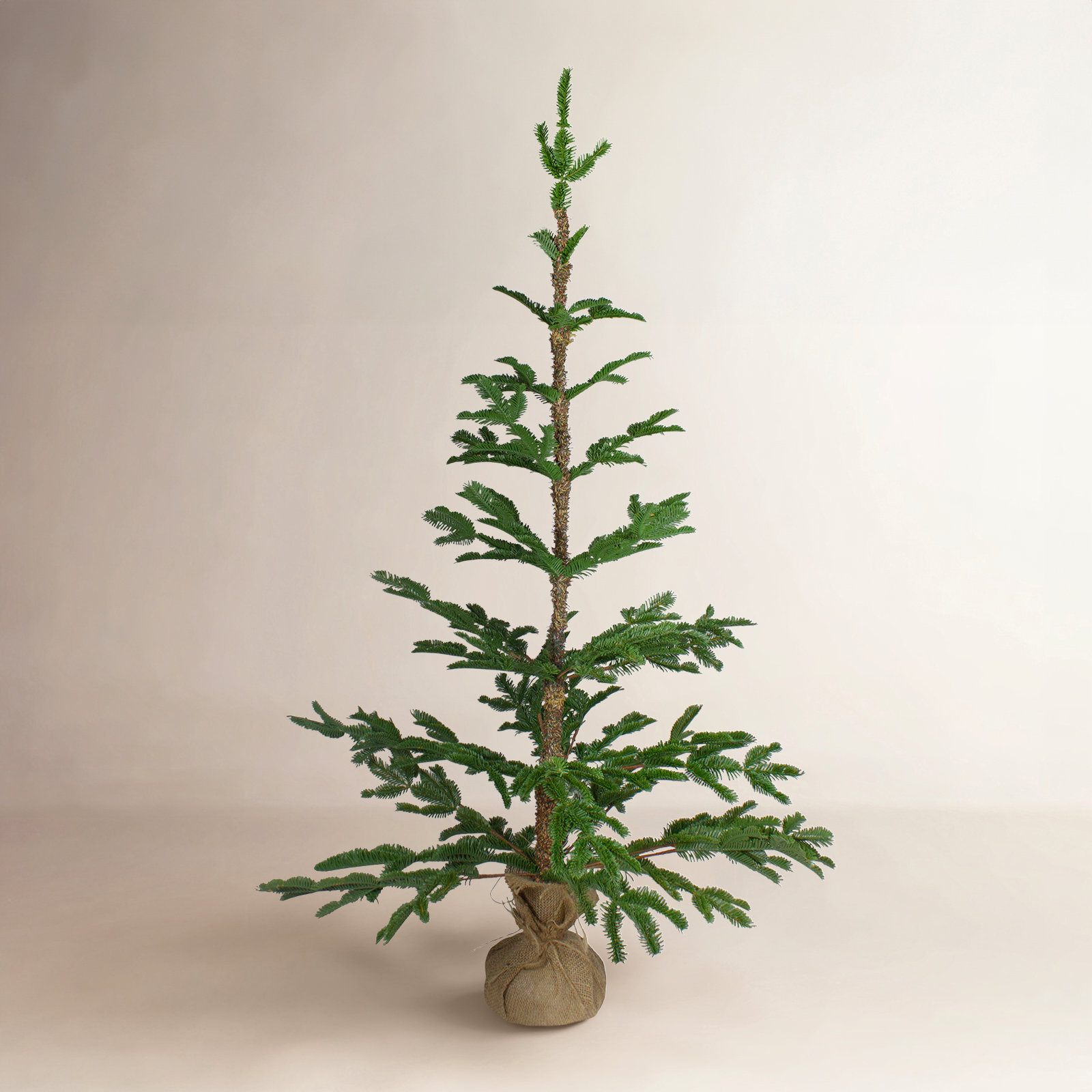 Ponderosa Pine Christmas Tree, 4' H
