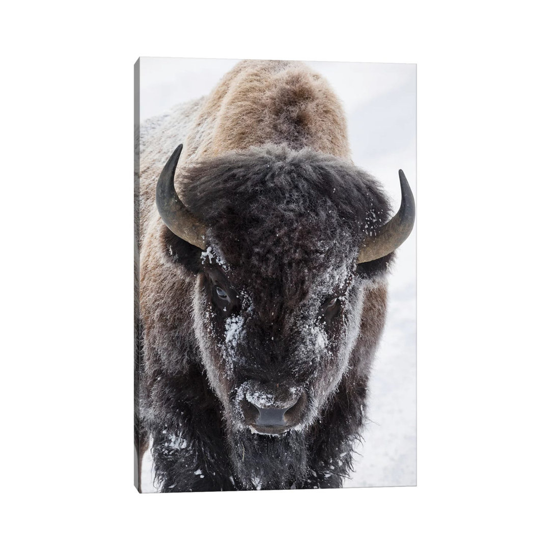 Bison, Yellowstone National Park by Ken Archer - Wrapped Canvas Art Prints
