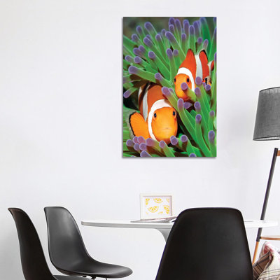Clown Anemonefish in Sea Anemone Tentacles, Indonesia 1 Piece Wrapped Canvas Wall Art