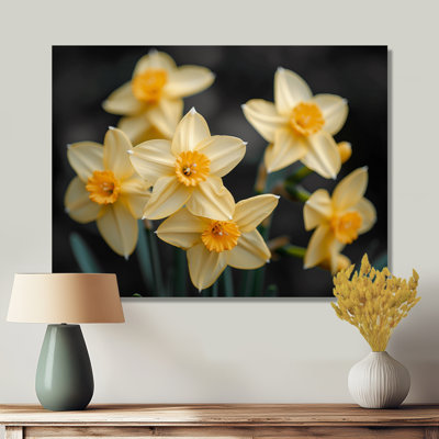 Jaune et noir, trompette d'espoir, jonquilles - jonquilles